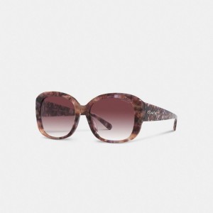 Coach Signature Oversized Square Sunglasses Brillen Damen Lila | HWDBT-1674